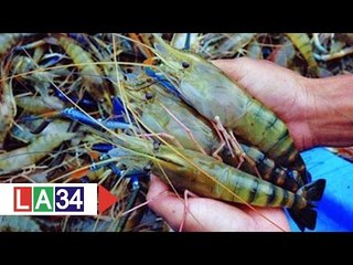 Nuôi tôm càng xanh đực: Cách làm giàu thời hiện đại | LATV