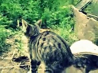 явление природы