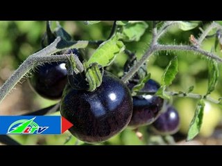 "Cơn sốt" cà chua đen cao nguyên Lâm Đồng | LTV