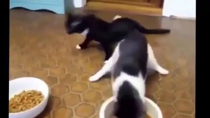 Funny Cat Fails Try not to Laugh 2016 - Best Funny Cats videos compilation try not to laugh 2016