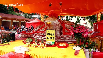 Nearly 70,000 grams of rice used to make giant turtle shape