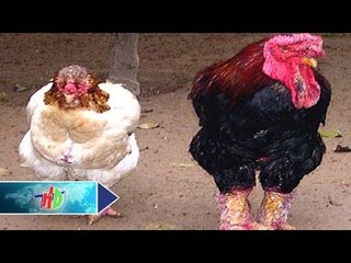 Thu lãi "khủng" nhờ nuôi gà Đông Tảo | HDTV