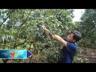 Phương pháp chăm sóc vải thiều sau thu hoạch | HDTV