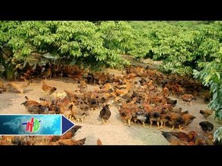 "Phất" lên nhờ mô hình nuôi gà thả đồi | HDTV