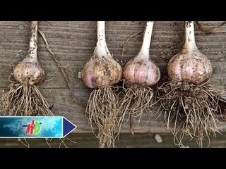 Phòng trừ bệnh hại trên cây hành, tỏi | HDTV