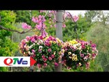 Mách nhỏ cách chọn hoa trang trí nhà đẹp | QTV
