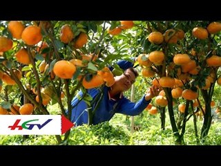 Giải pháp giúp đất khỏe cho cây có múi | HGTV