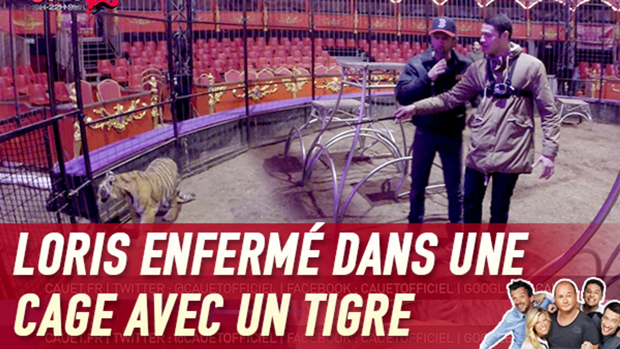 Loris enfermé dans une cage avec un tigre - C'C...