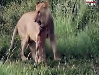 İNANILMAZ OLAY ASLAN BUFALO YAVRUSUNU KORUYOR