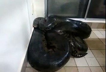 Télécharger la video: Cet homme trouve un serpent géant dans son salon et l'animal va essayer de le mordre