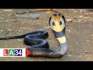 Rắn độc mùa mưa: Cảnh giác không thừa! | LATV