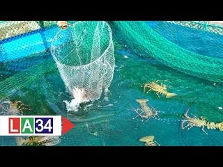 Nuôi tôm hùm tự phát: Tiềm ẩn rủi ro lớn | LATV
