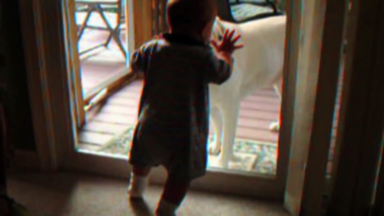 Cute Dogs And Adorable Babies Compilation_Crazy fun club