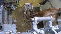 L'abattoir Bio, un abattoir comme les autre