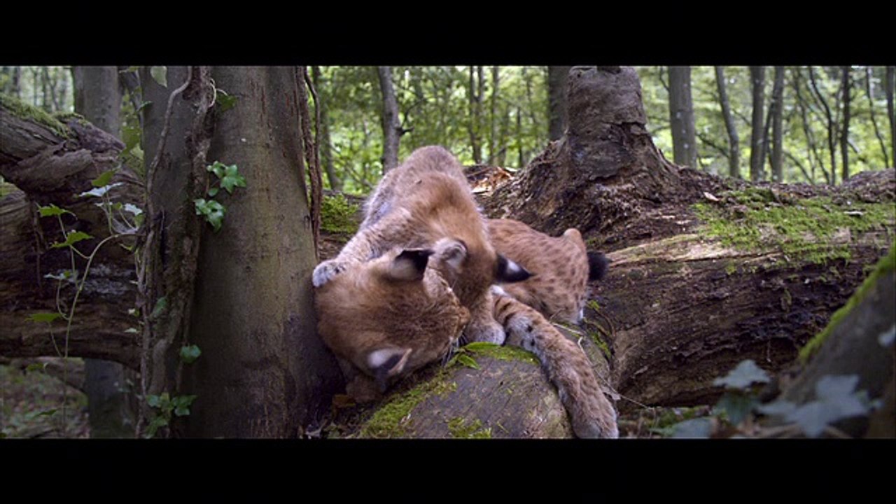 Seasons / Les Saisons (2016) - Trailer (English Subs)