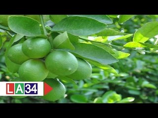 Người phụ nữ "táo bạo" làm giàu từ...chanh | LATV