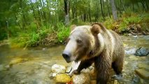 El descubrimiento de los animales salvajes ataque de Lobos vs Osos Pardos de Discovery channel documentales - 2016