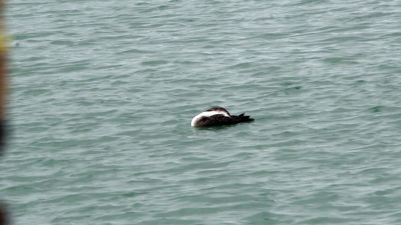 Plongeon imbrin