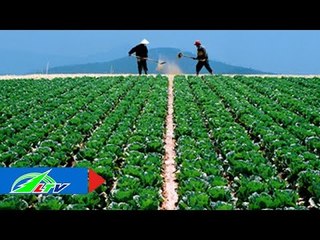 Bón phân an toàn cho rau | LTV