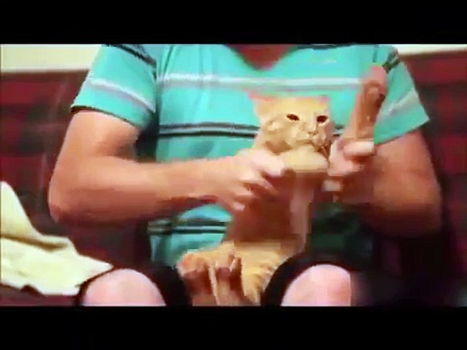 TOP Funny Cat and Dog Dancing and Singing in the World - Mkls