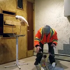 Uptrend-- I'm dying this is so funny! Pebble the cockatoo loses his mind!