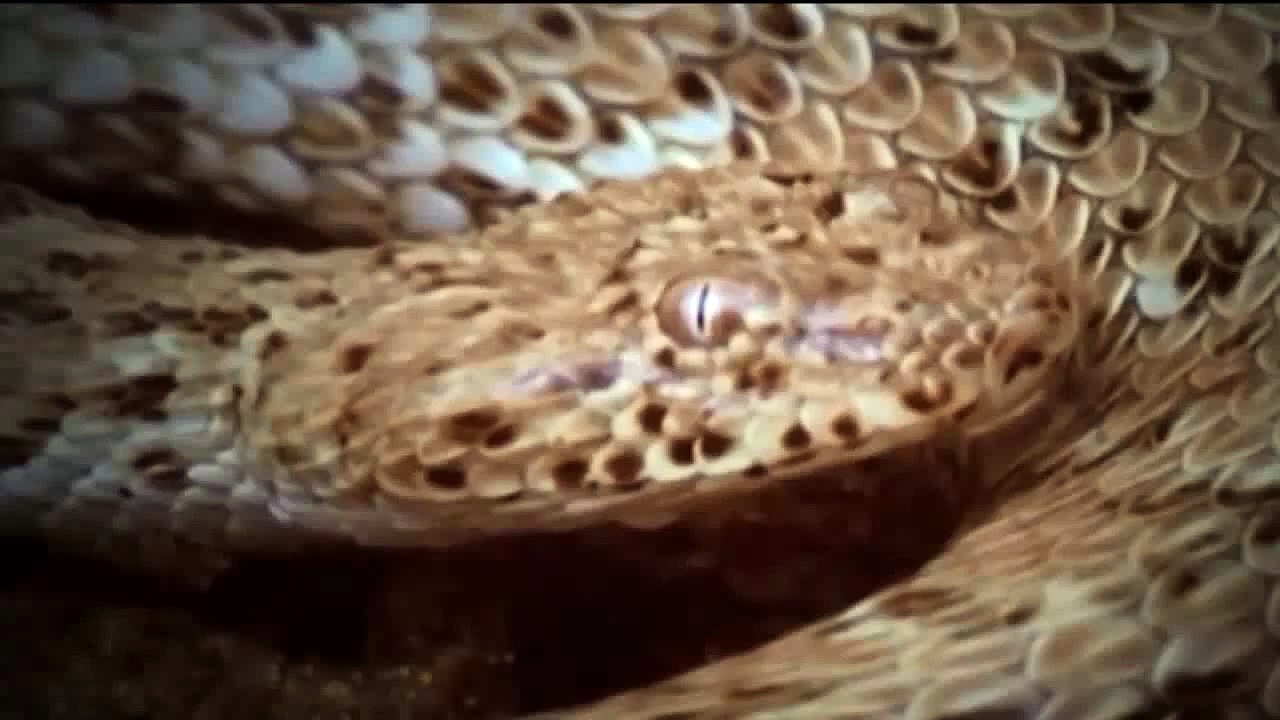 Viper vs Lagarto 2016 | Ataque del Animal 2016 | - 2016
