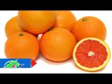 Kỹ thuật trồng và chăm sóc cây cam Cara ruột đỏ | LTV