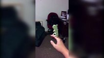 This Chameleon Understands The Pure Joy Of Popping Bubbles. Too Cute