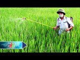Phòng trừ sâu bệnh cho lúa giai đoạn làm đòng | HDTV
