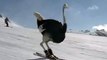 Les autruches font du ski