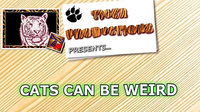 Funny cat compilation 2016 - Cats can be so weird