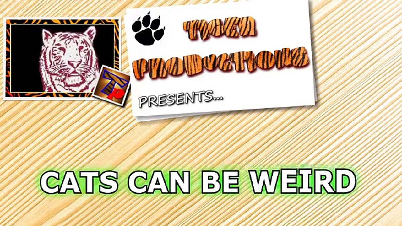 Funny cat compilation 2016 - Cats can be so weird