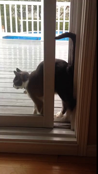 Un chat a une drôle de façon de passer une porte
