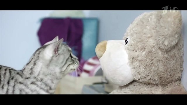 Реклама Whiskas 2016 Вискас - Любопытным от природы