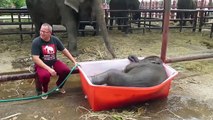 Baby Elephant Bathing