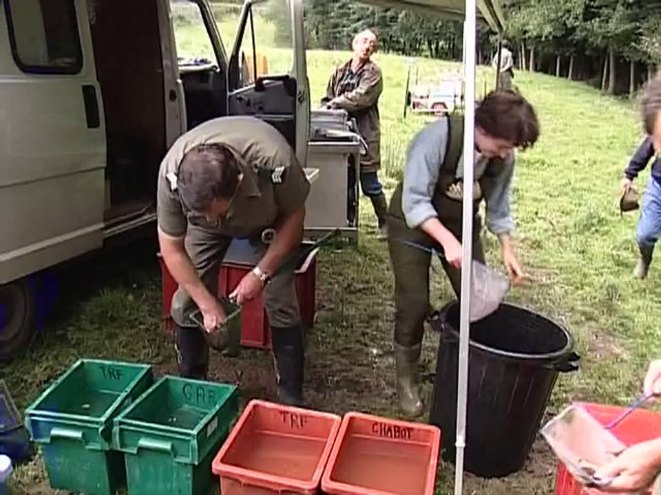 La Touques et ses truites de mer