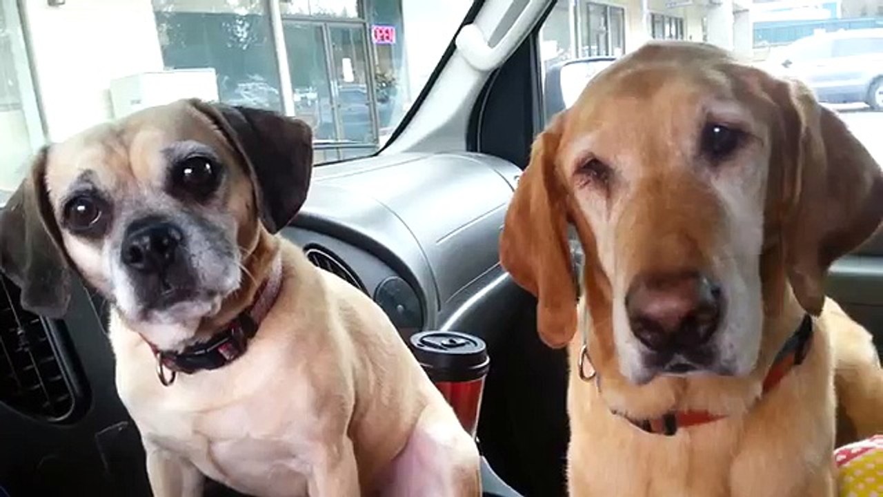 Dogs Sharing An Ice Cream