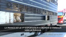 Sivil Toplum Örgütlerinden 'Türkiye'ye Canlı Hayvan Taşımacılığı Yasaklansın' Talebi