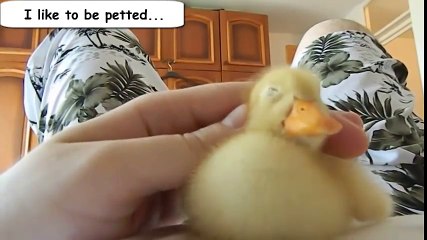 Funny Videos From A Duck's Life 2016