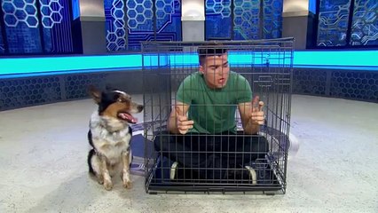 Bionic Dog | Previews