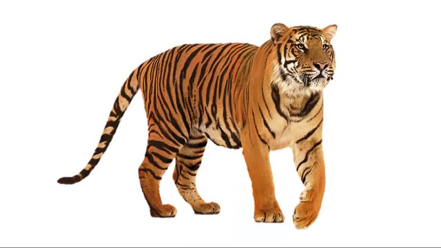 Animales Salvajes Para Niños | Con Sonidos + Palabras 1-7 años (BITs Lectura)