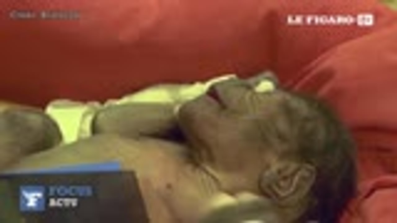 La naissance très rare d'un bébé gorille par césarienne émeut le Royaume-Uni