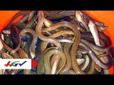 Kỹ thuật thuần, chọn giống sạch bệnh, chăm sóc lươn | HGTV