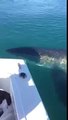 ¡Este tiburón blanco daba vueltas alrededor de su barco!