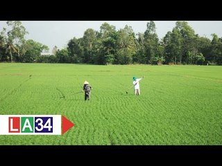 Giải pháp phát triển "Cánh đồng lớn" | LATV