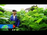 Làm giàu với nghề trồng dâu nuôi tằm | LTV