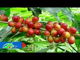 Bí quyết bón phân cho cà phê trĩu quả | LTV