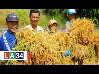 Làm giàu từ cây lúa | LATV