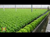Doanh nghiệp xã hội với nông nghiệp sạch | HanoiTV