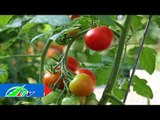 Kinh nghiệm trồng cà chua trong mùa mưa | LTV